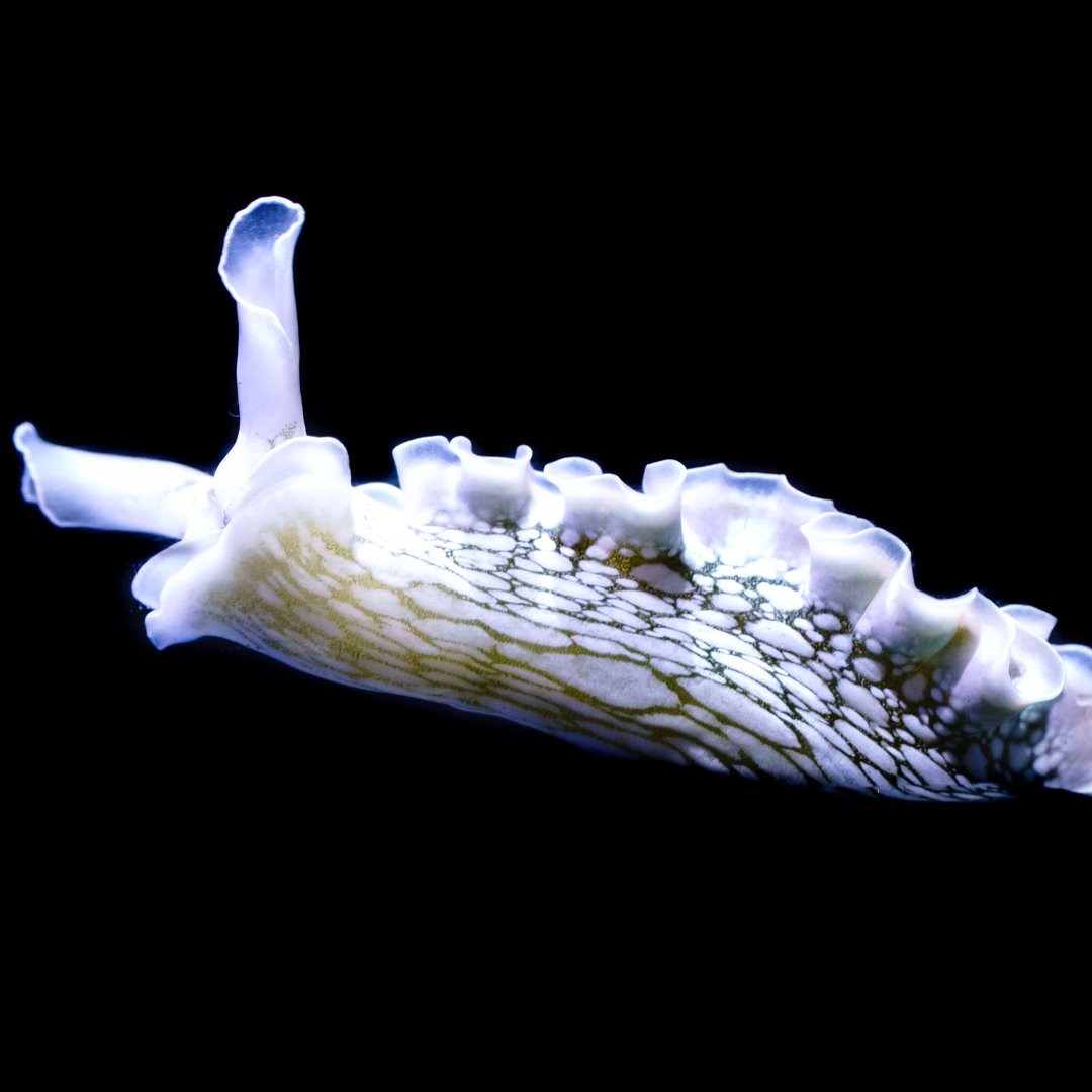 Lettuce Nudibranch