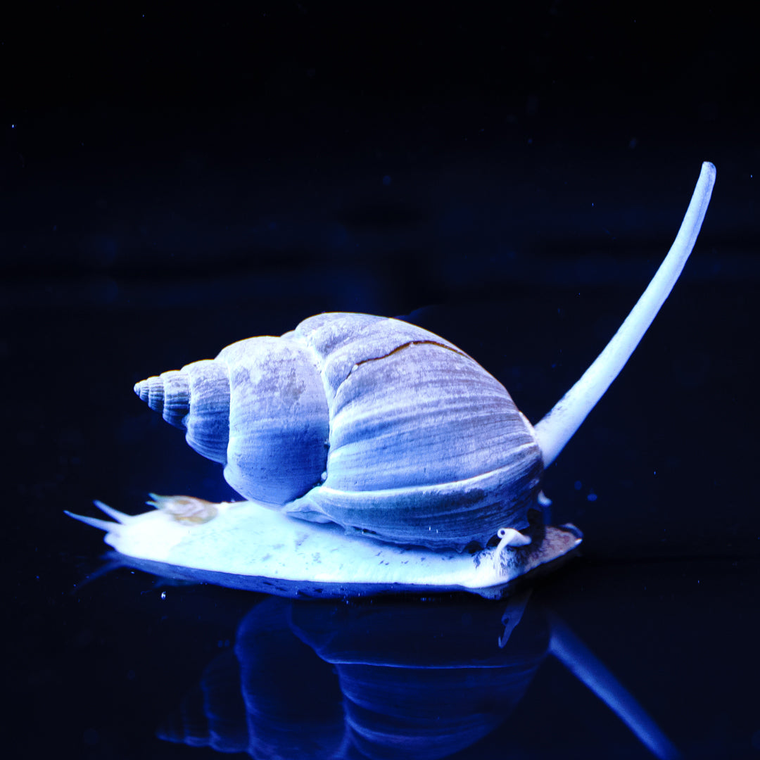 Nassarius Snail - Daylight Photo