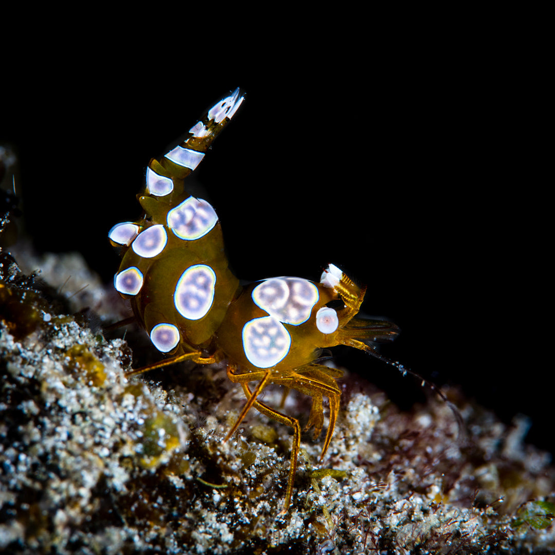 Sexy Shrimp - Daylight Photo