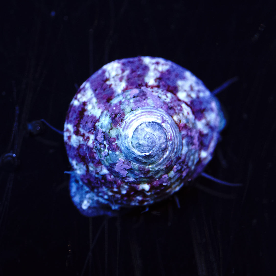 Trochus Snail - Daylight Photo