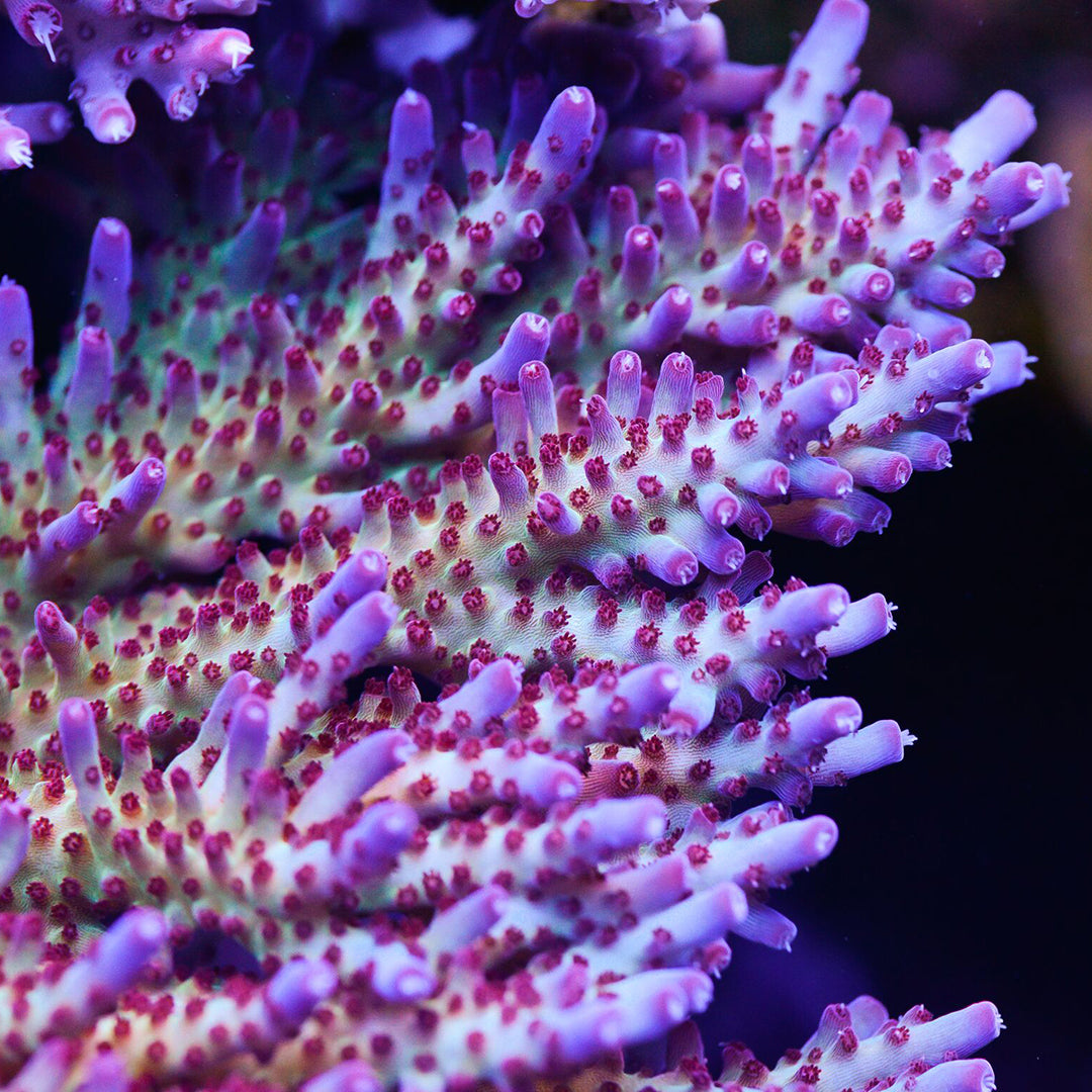 Vivid's Rainbow Delight Acropora - Daylight Photo