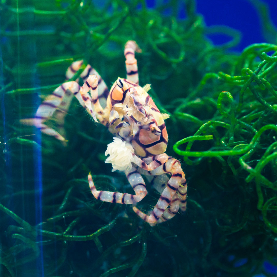 Pom Pom Crab