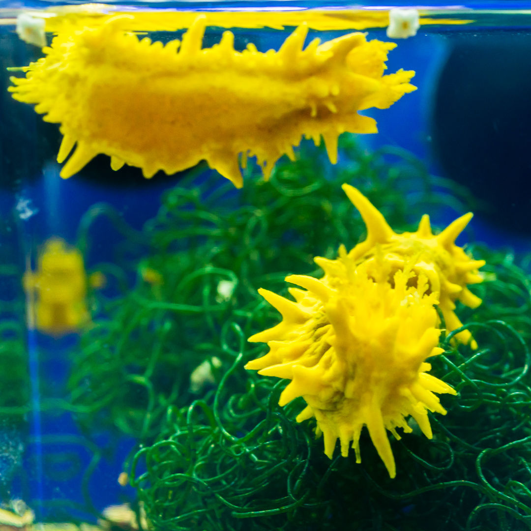 Yellow Sea Cucumber