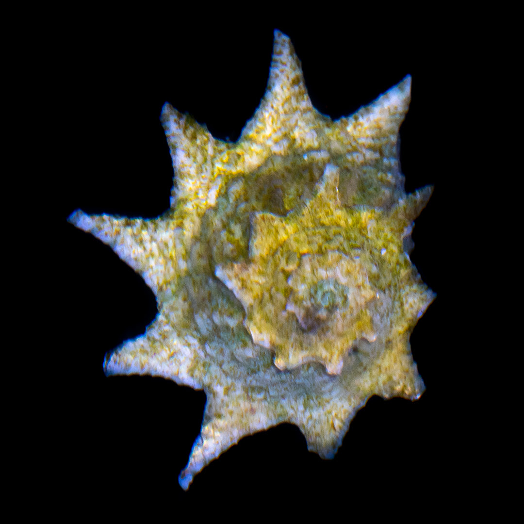 Ninja Star Astraea Snail - Daylight Photo