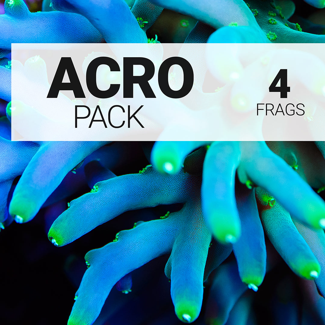 Acropora Frag Pack - Daylight Photo