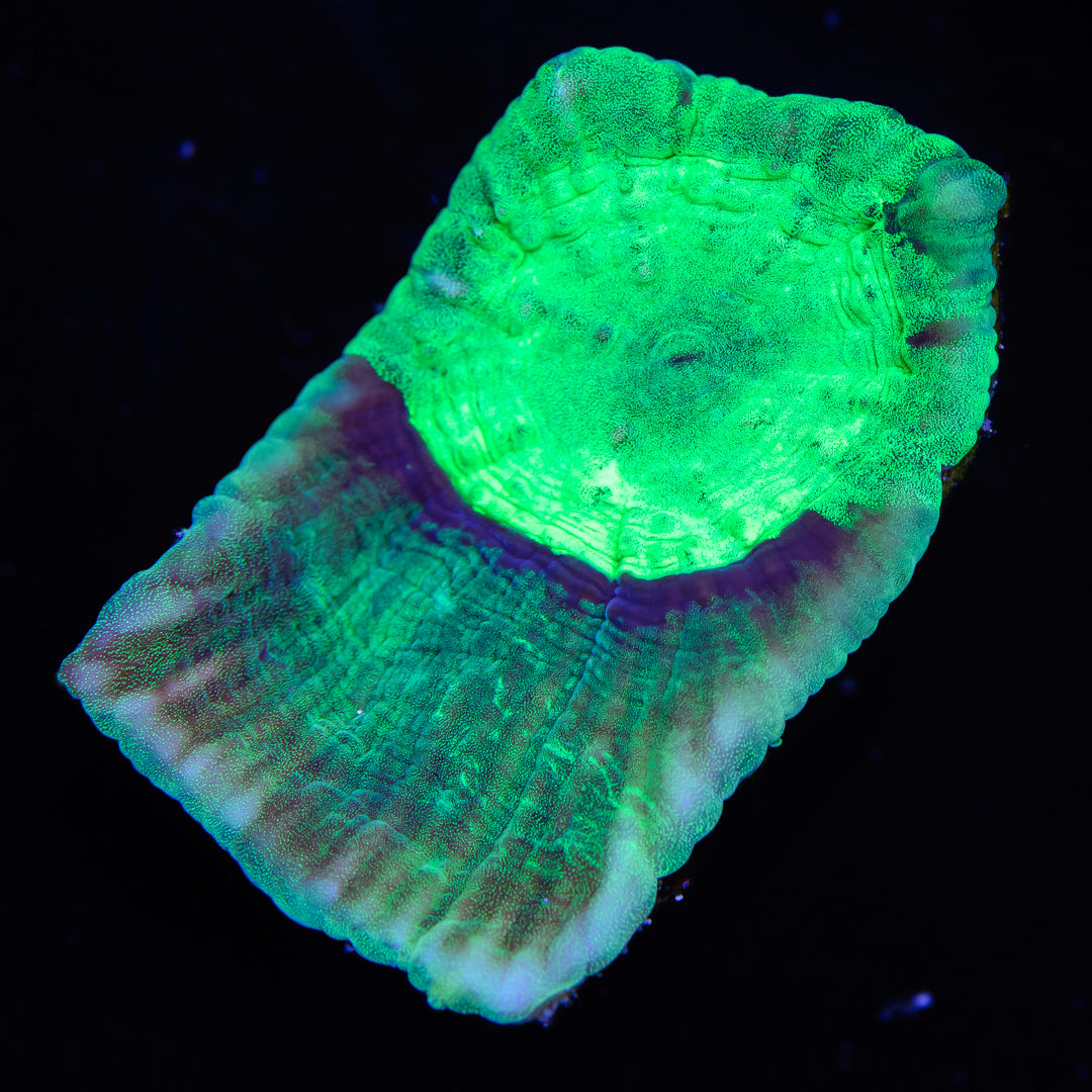 WWC Plasma Mycedium Chalice - Daylight Photo