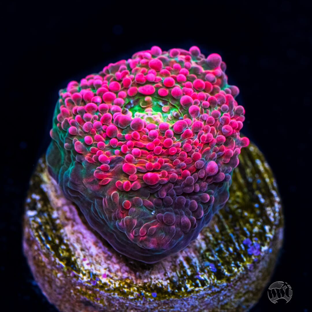 WWC Strawberry Lemonade Chalice - Daylight Photo