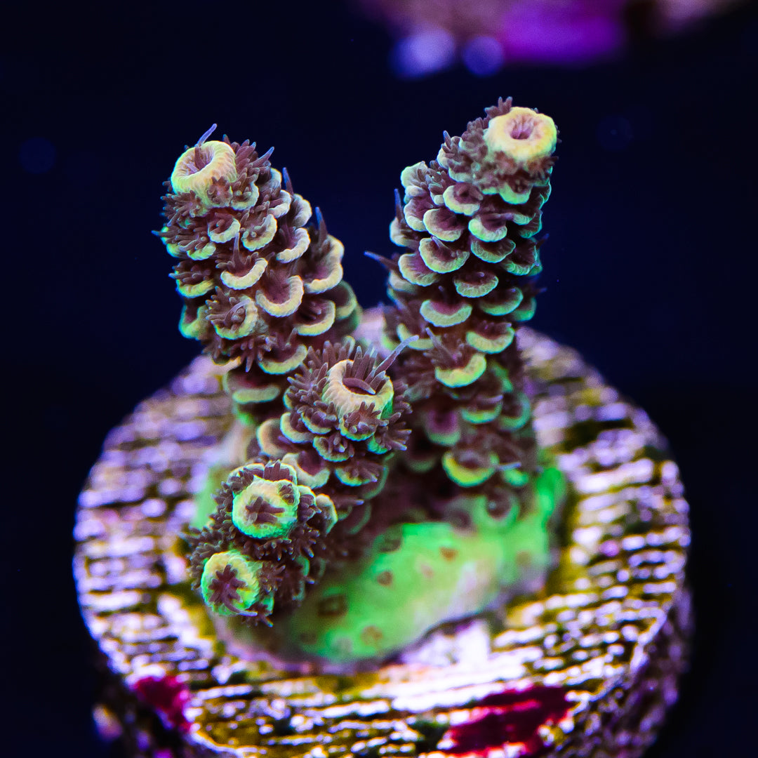 WWC Jade Dragon Acropora - Daylight Photo