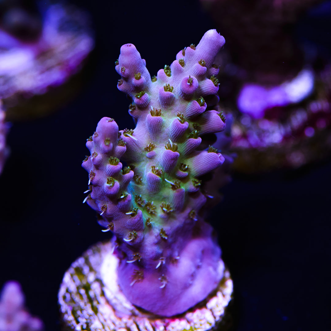 WWC Category 5 Acropora - Daylight Photo