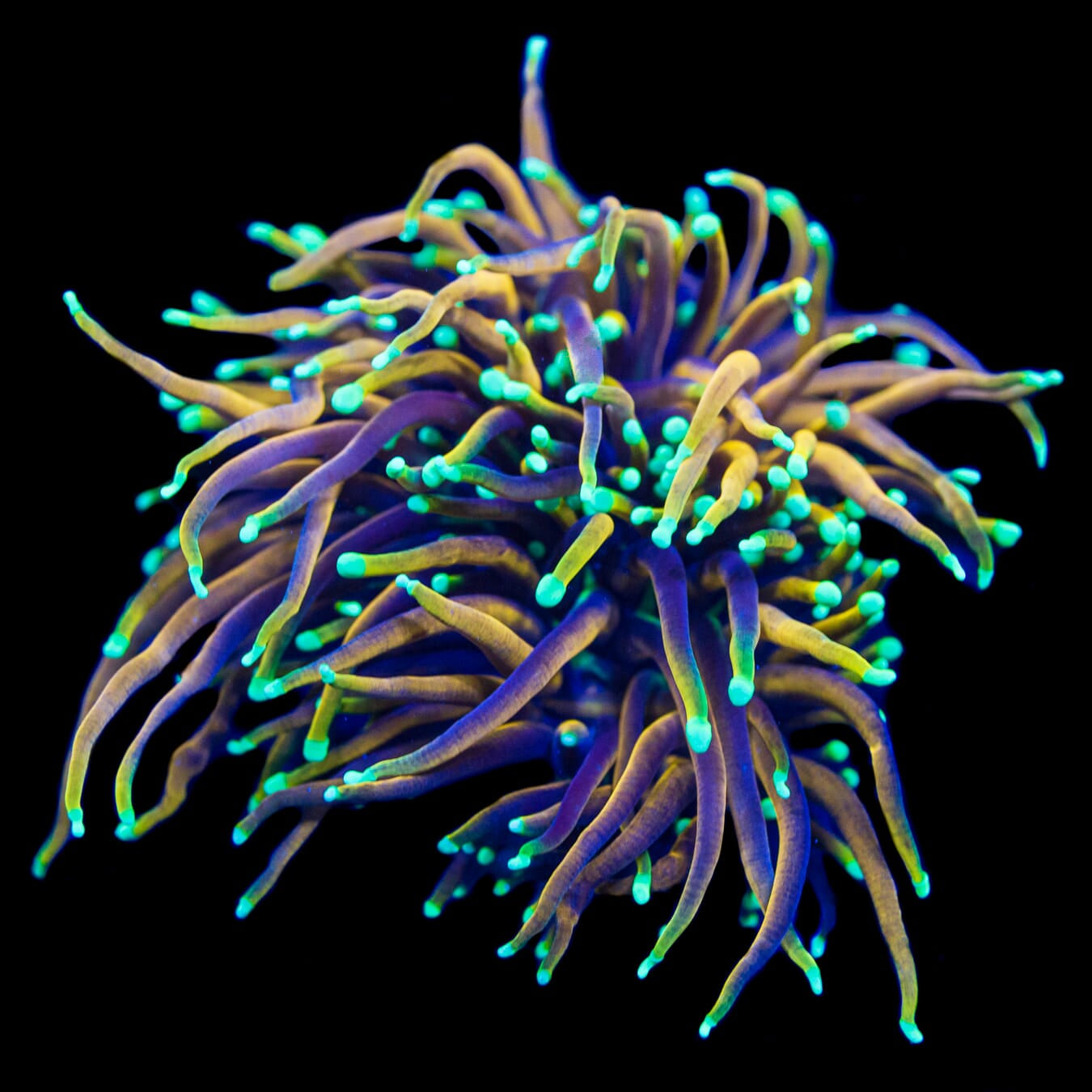 WWC Dragon Soul Torch - Actinic Photo