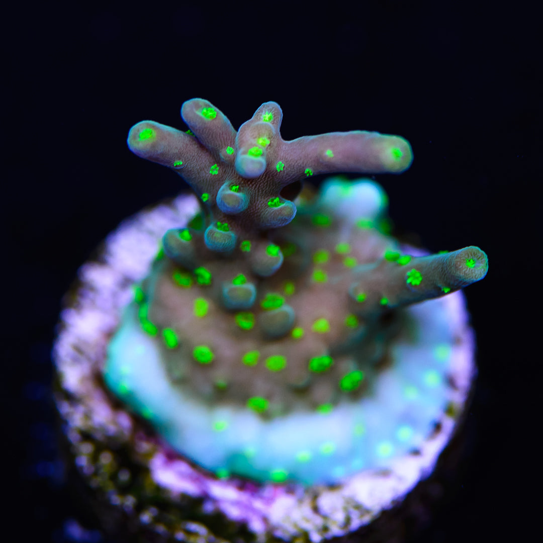 WWC Fade to Blue Acropora - Daylight Photo