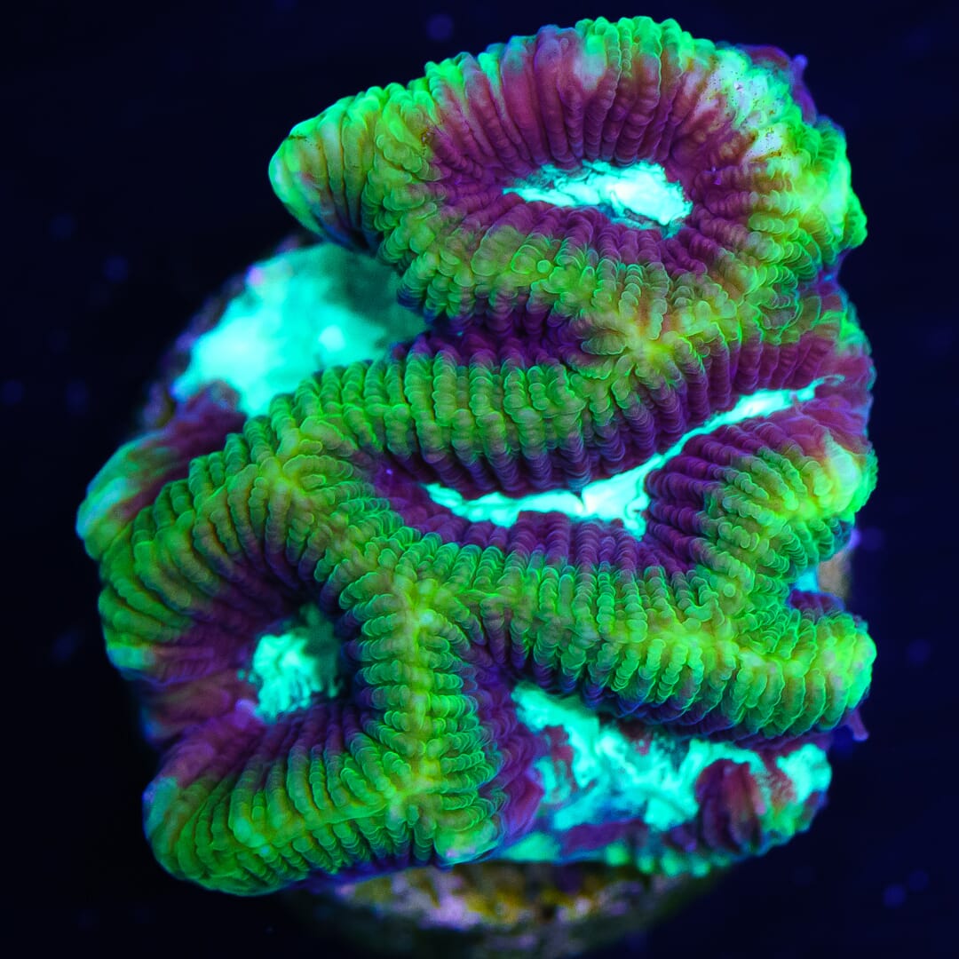 WWC Frank Zappa Platygyra Coral