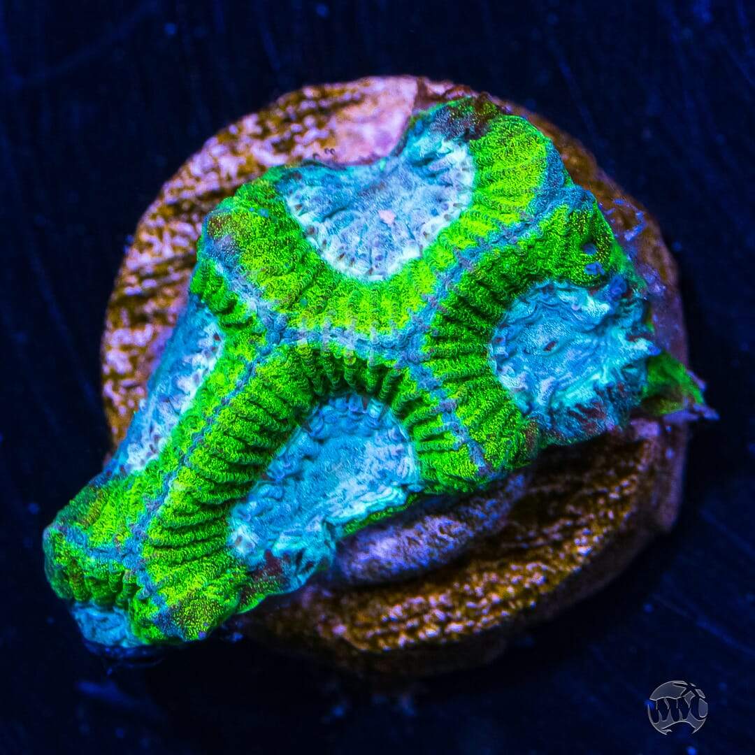 WWC Kiwi Frost Favia - Daylight Photo