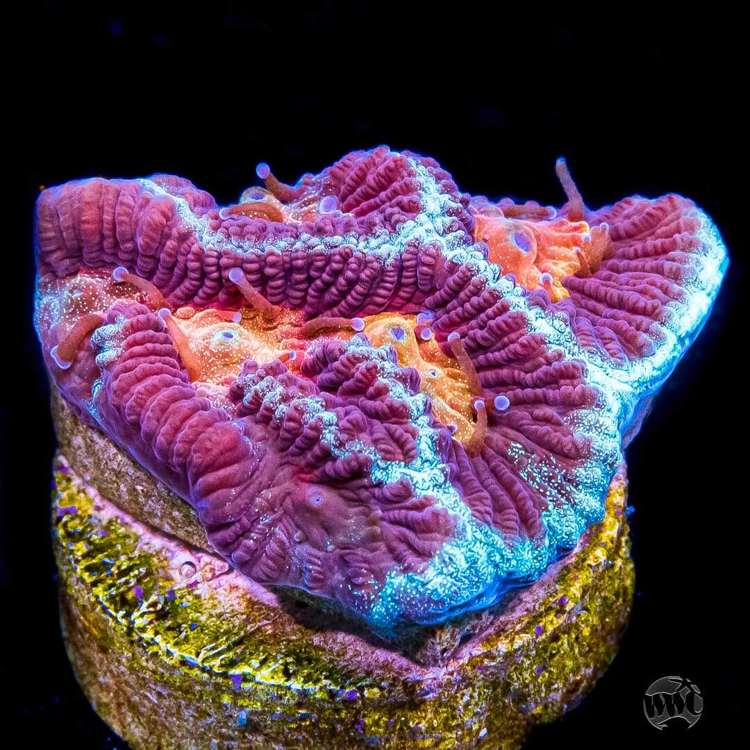 WWC Regal Platygyra Coral