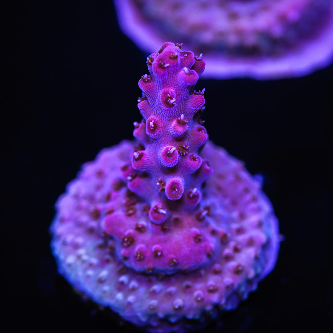 WWC Rose Thorn Acropora - Daylight Photo