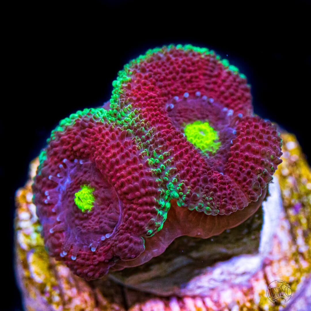 WWC Ruby Red Micromussa - Daylight Photo