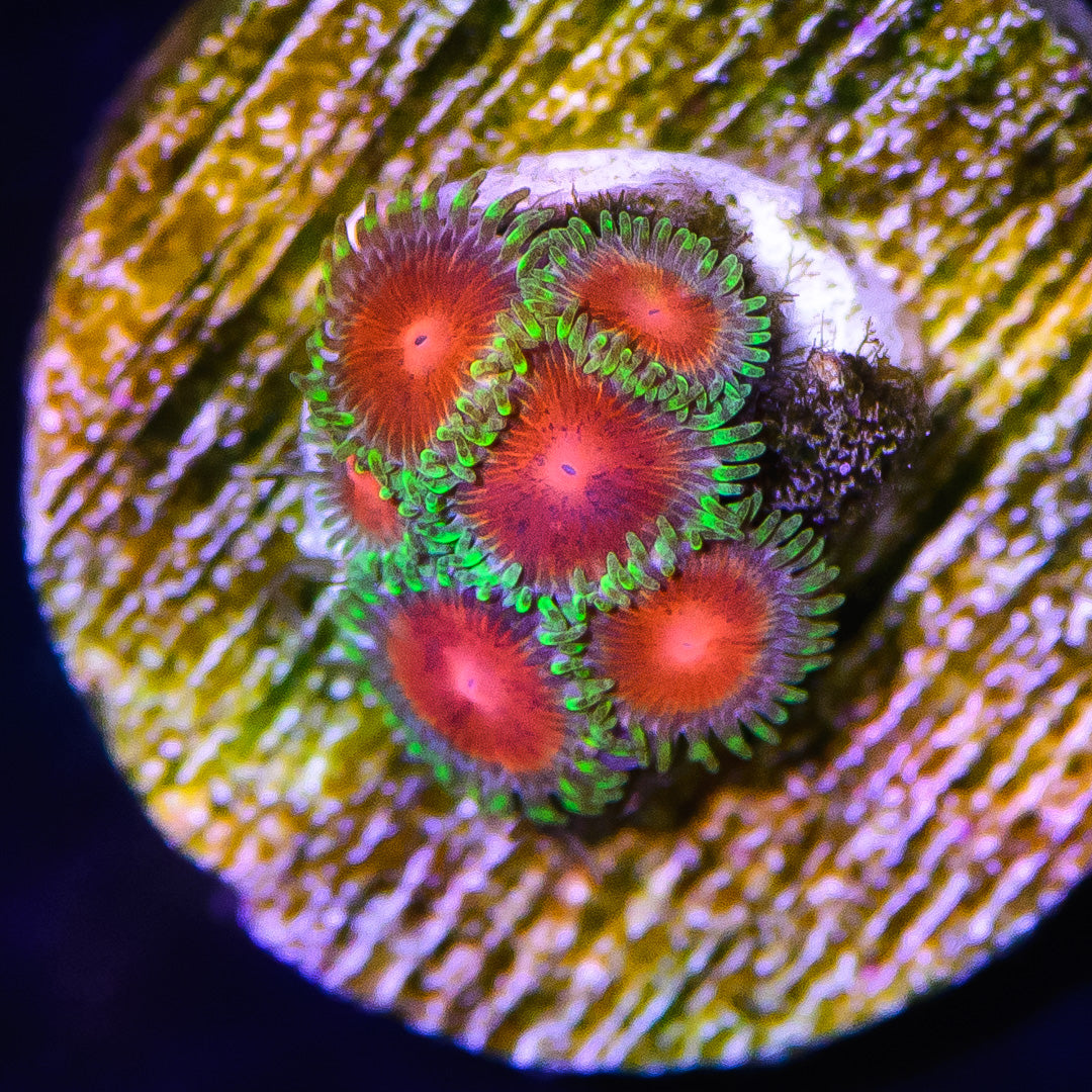 WWC Shizznits Zoanthids - Daylight Photo