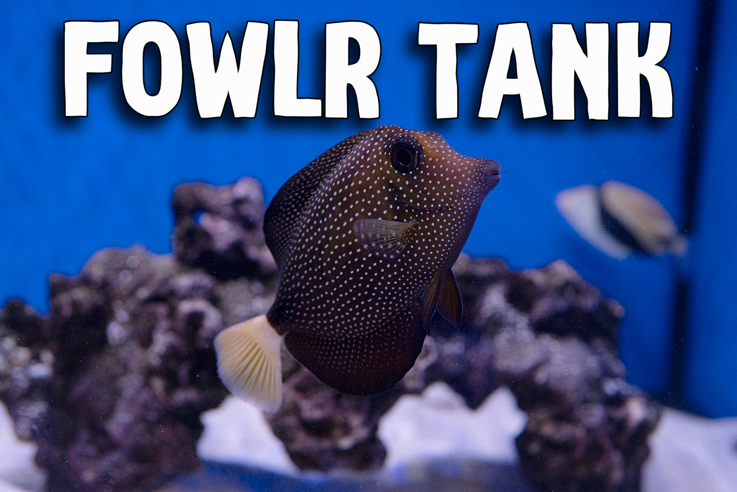 Fish Only With Live Rock FOWLR tank 