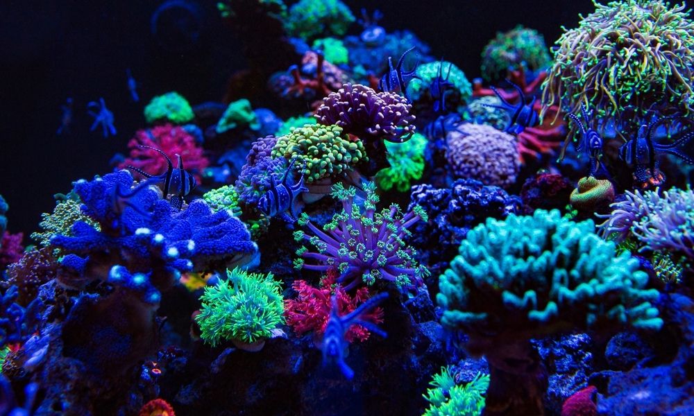 The Life Cycle of Your Coral: What to Expect