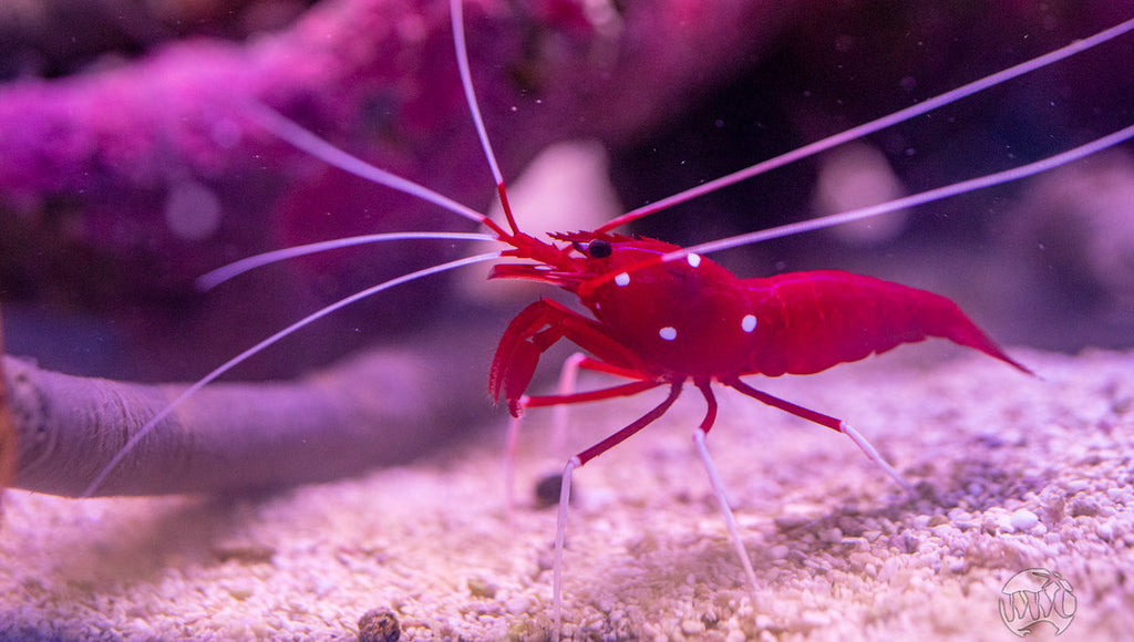 Blood Shrimp 