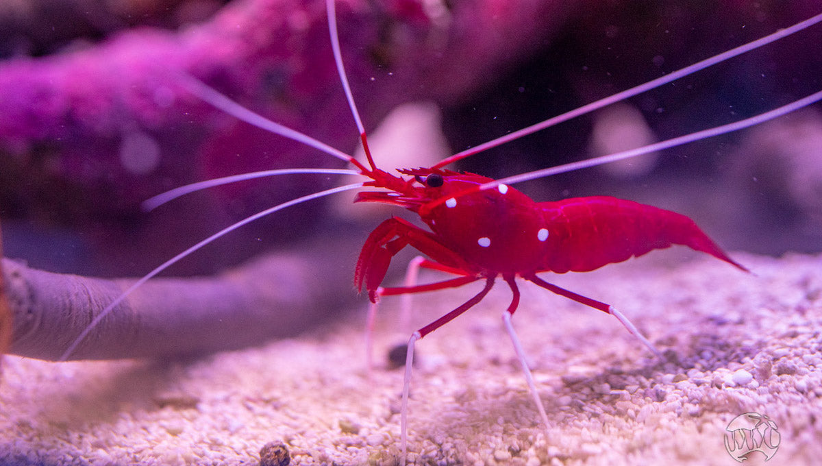 Meet The Vibrant Blood Red Fire Shrimp