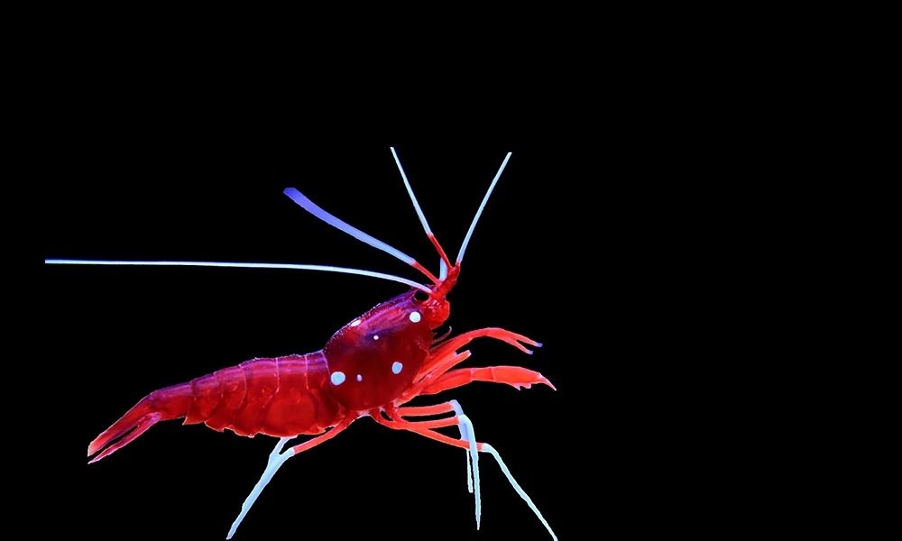 5 Easy Invertebrates To Add to Your Saltwater Aquarium
