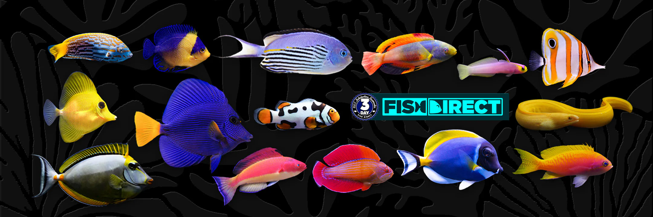Fish Direct: A New Era in Saltwater Aquarium Shopping with World Wide Corals