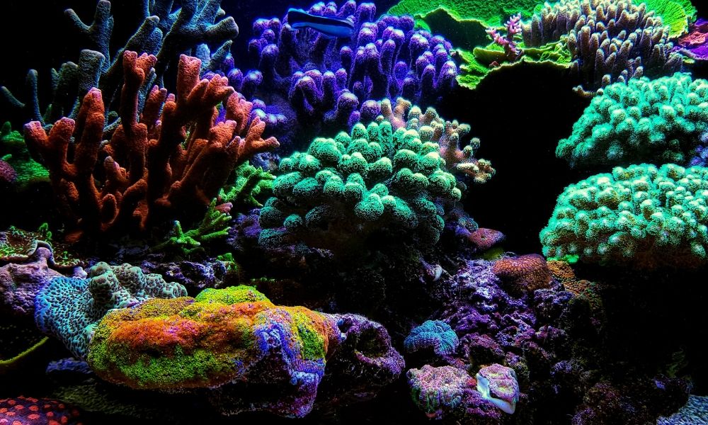 Three Natural Reef Aquarium Methods