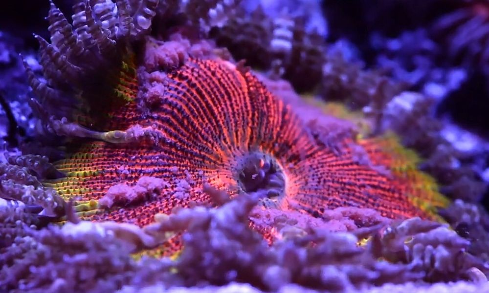 How to Properly Feed Corals in a Saltwater Aquarium