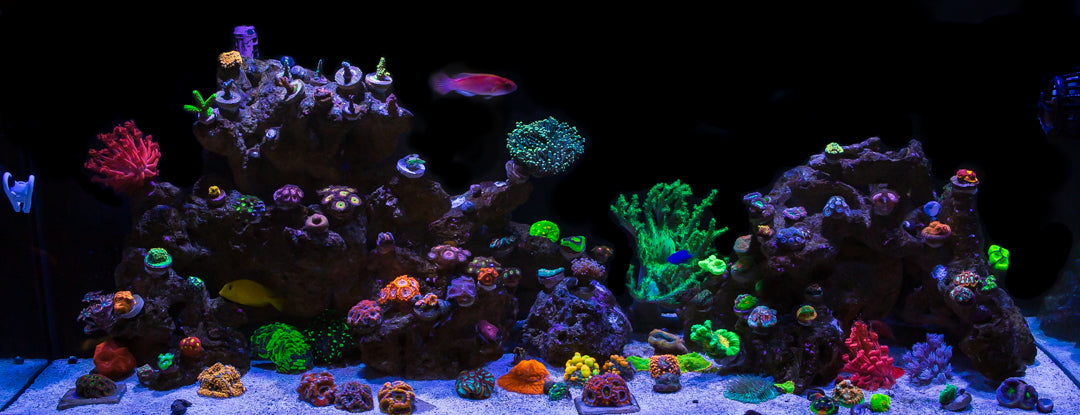 Is Your Saltwater Tank Ready For Coral?