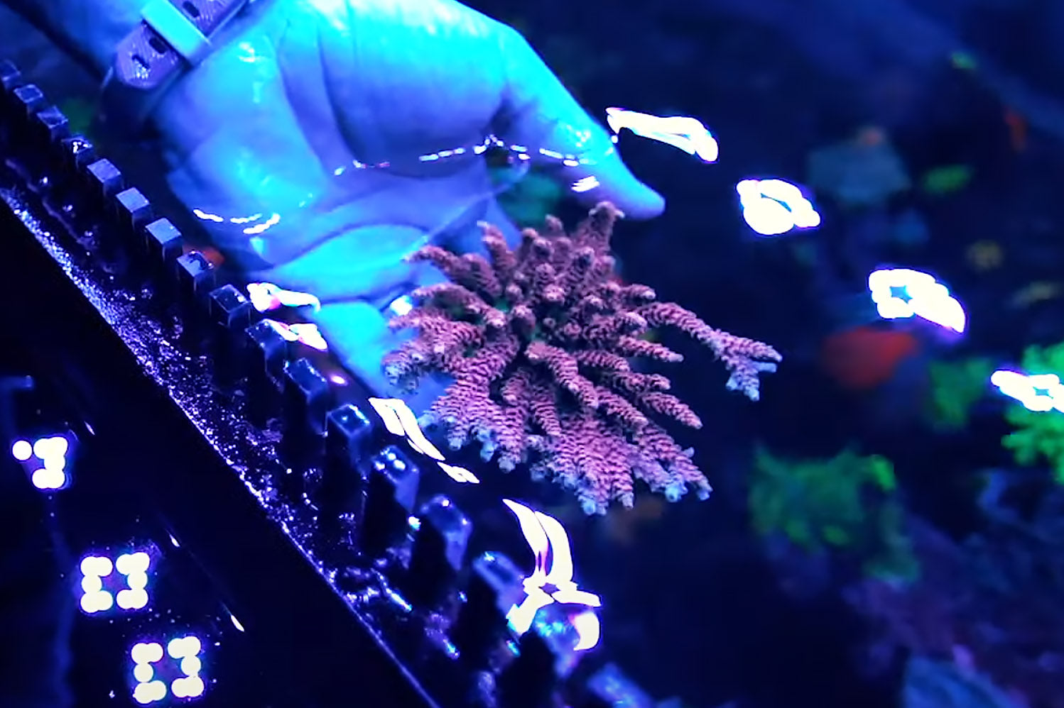 Coral Handling Safety Tips for Aquarium Owners