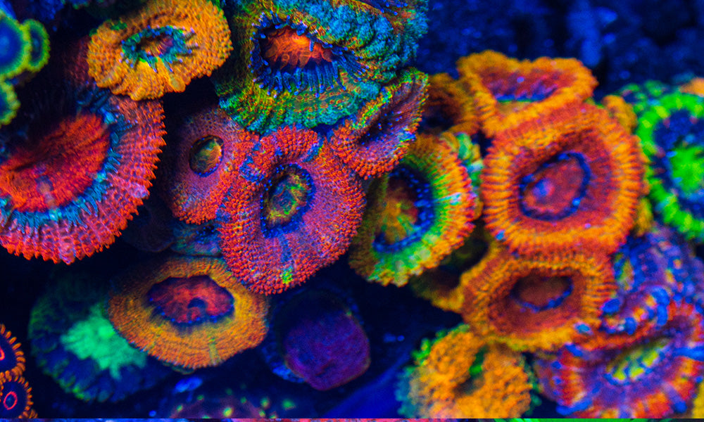 Everything You Need To Know About pH in a Reef Tank