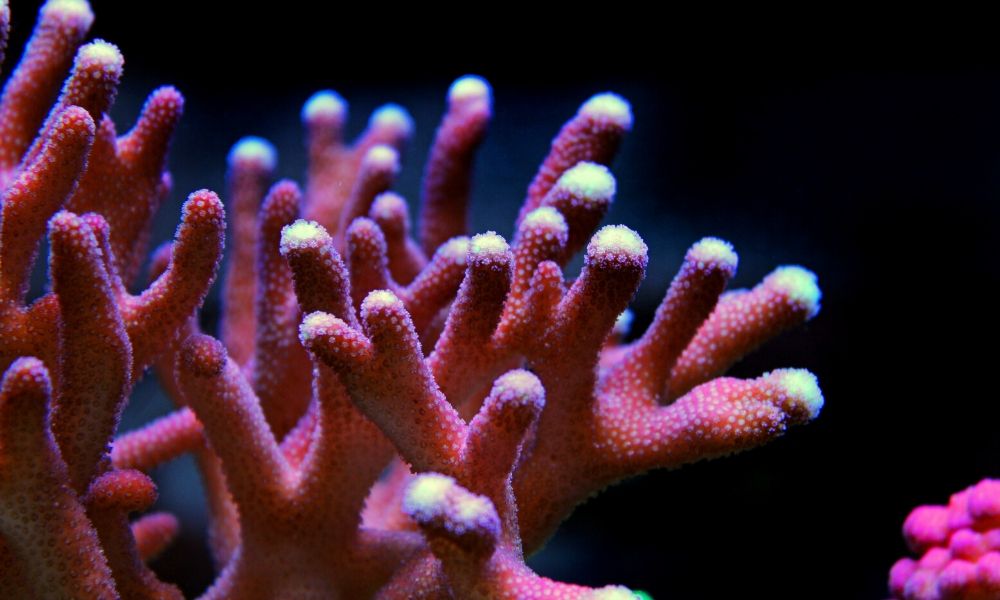 Placement of Corals in Your Reef Tank