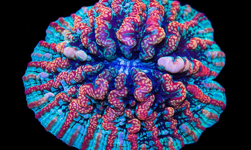 The Different Species of Large Polyp Stony Coral