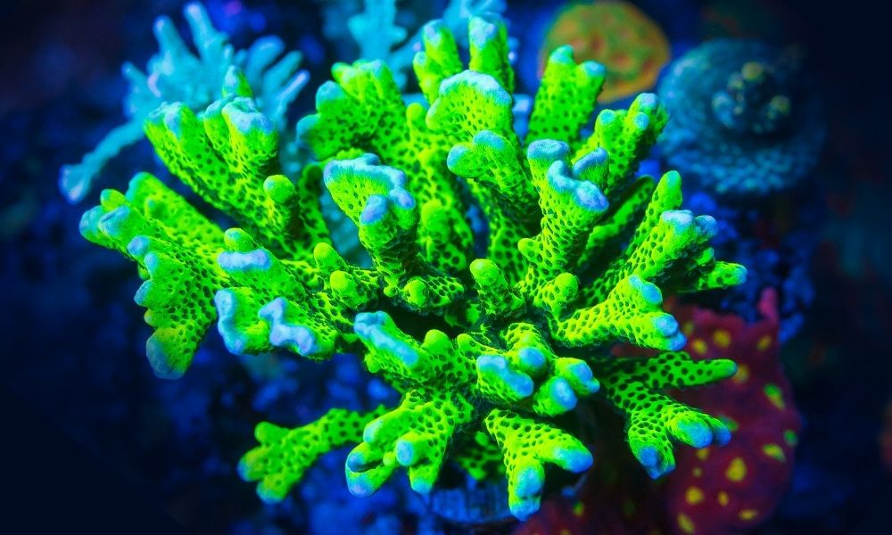 Finding the Right SPS Corals for Your Experience Level