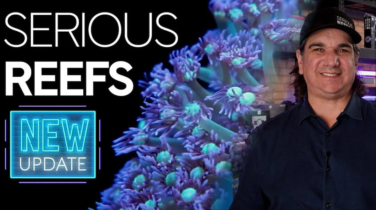 How Serious Reefs Is Elevating the Modern Reefing Experience