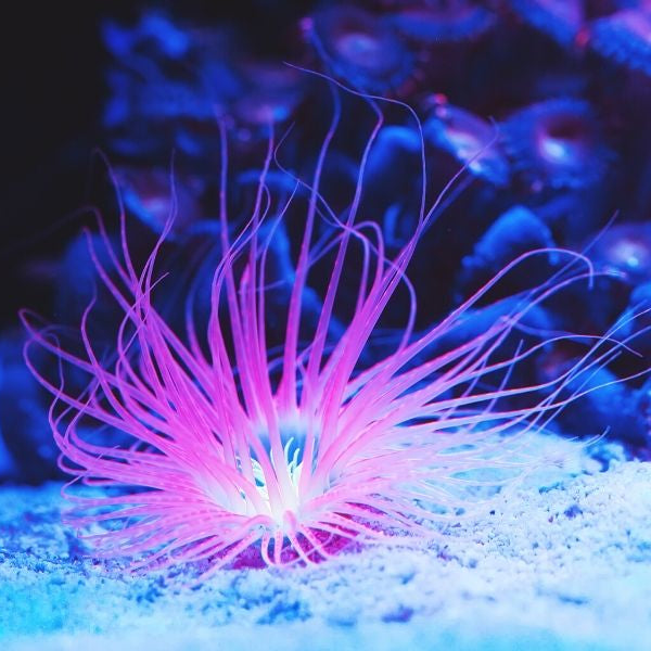 Beautiful view of Maintaining Saltwater Aquarium Water Movement