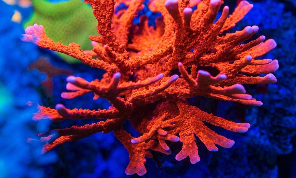 5 Common SPS Corals To Get Your Aquarium Started