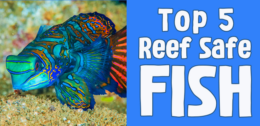 Top 5 Reef Safe Fish
