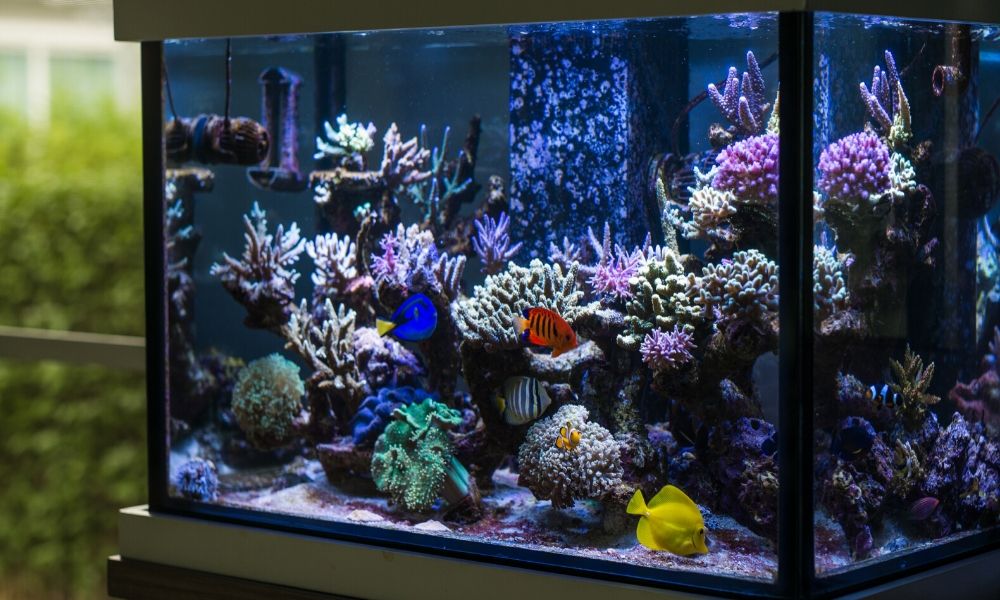 Your Guide to Setting Up a Reef Tank