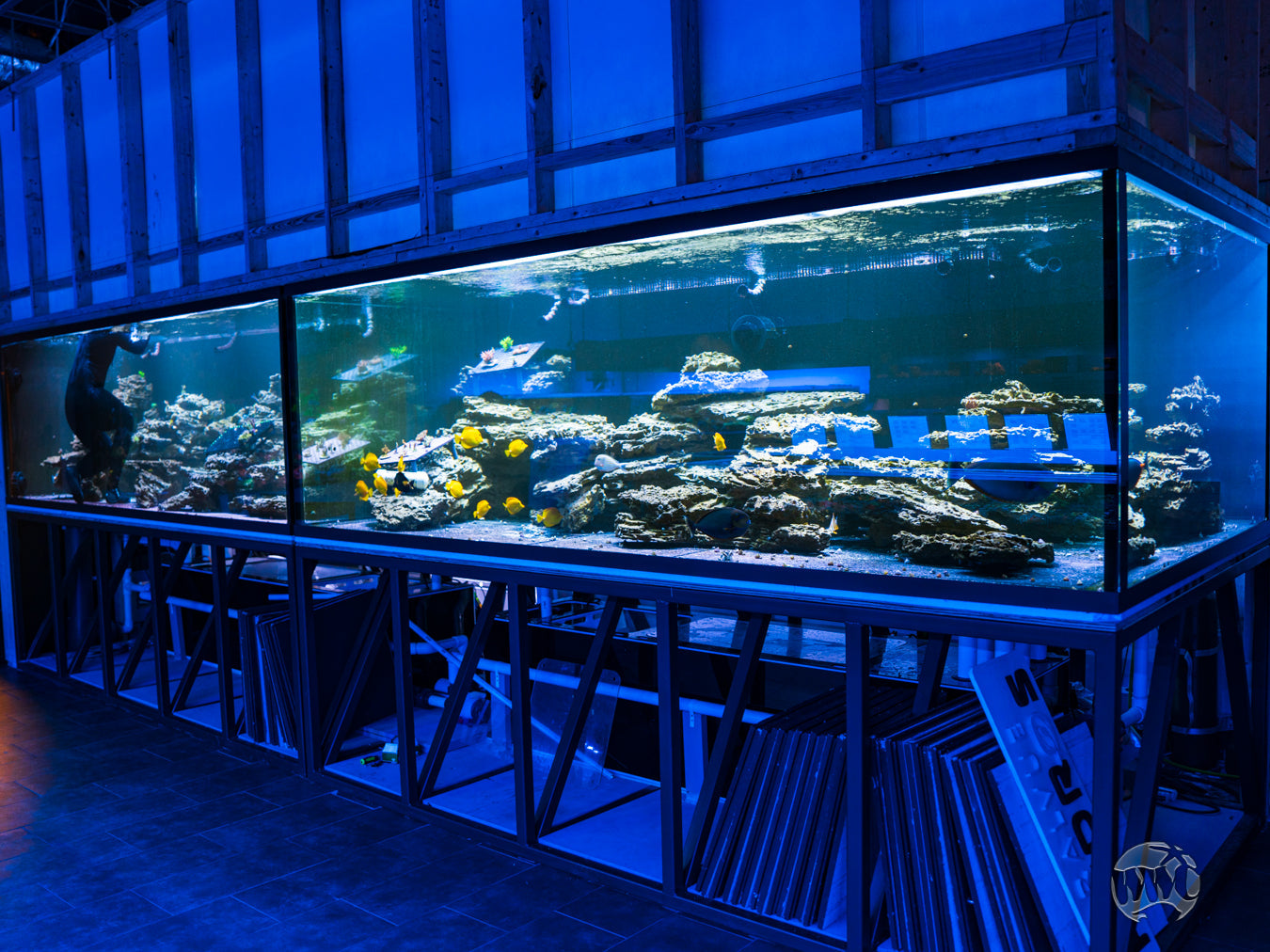 The 4000-Gallon Twin Reef System at the World Wide Corals Superstore