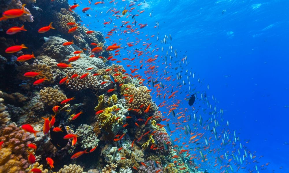What Do Coral Reefs Need to Survive