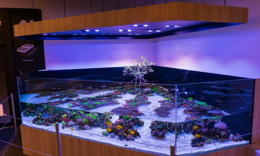 Learn About Saltwater Aquarium Carbon Cycling photo