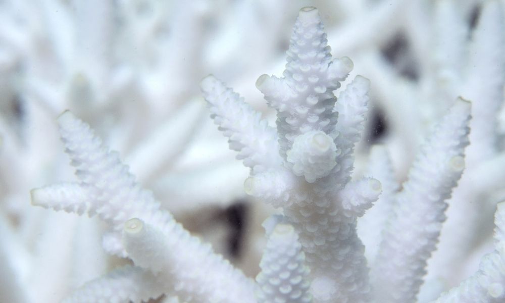 Coral Bleaching: Why It Happens