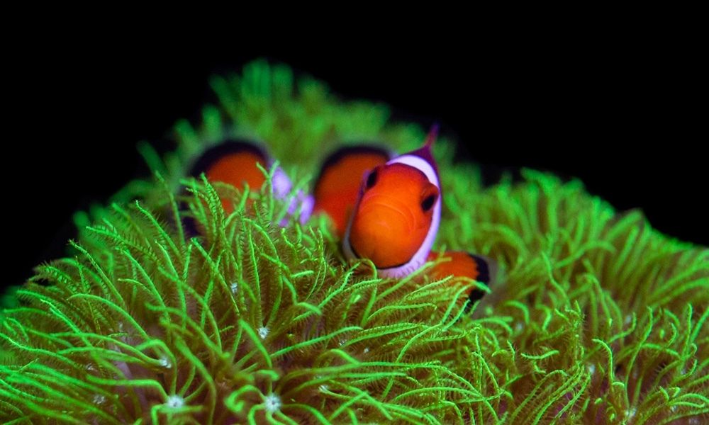 Coral-Friendly Fish: Selecting Fish for Saltwater Aquariums