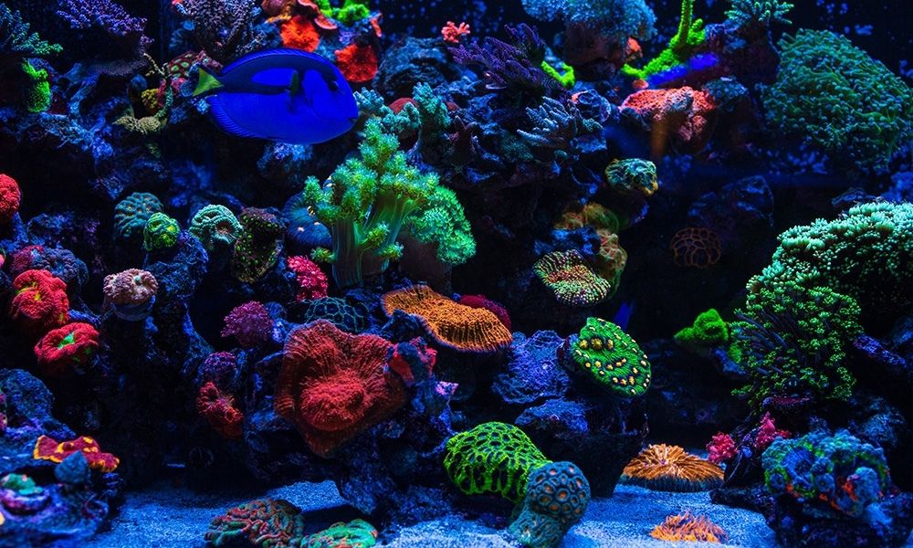 Yes, You Can Overfeed Your Corals: Here’s Why It’s Dangerous