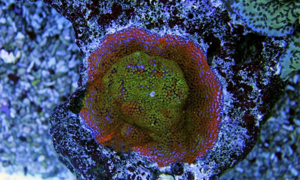 Wild-Caught vs. Aquacultured Corals