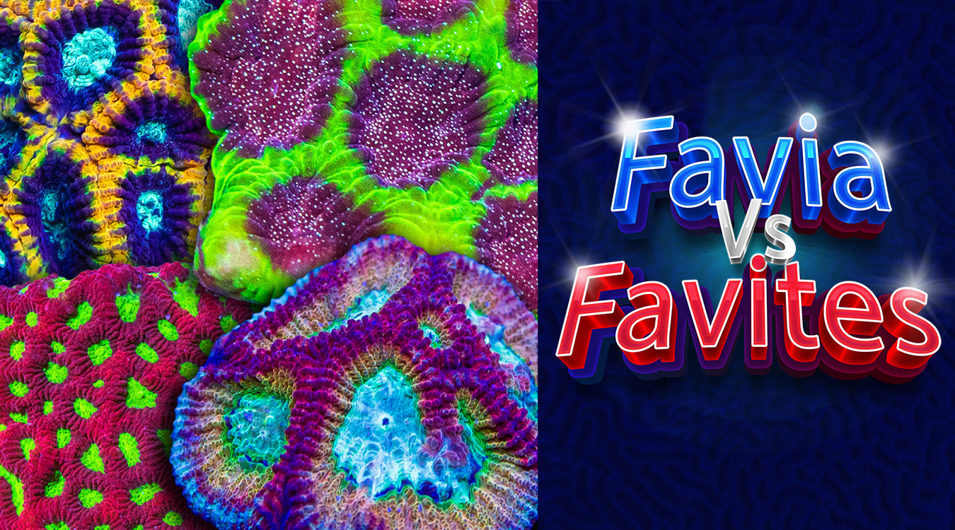 Favia vs Favites; Understanding The Difference