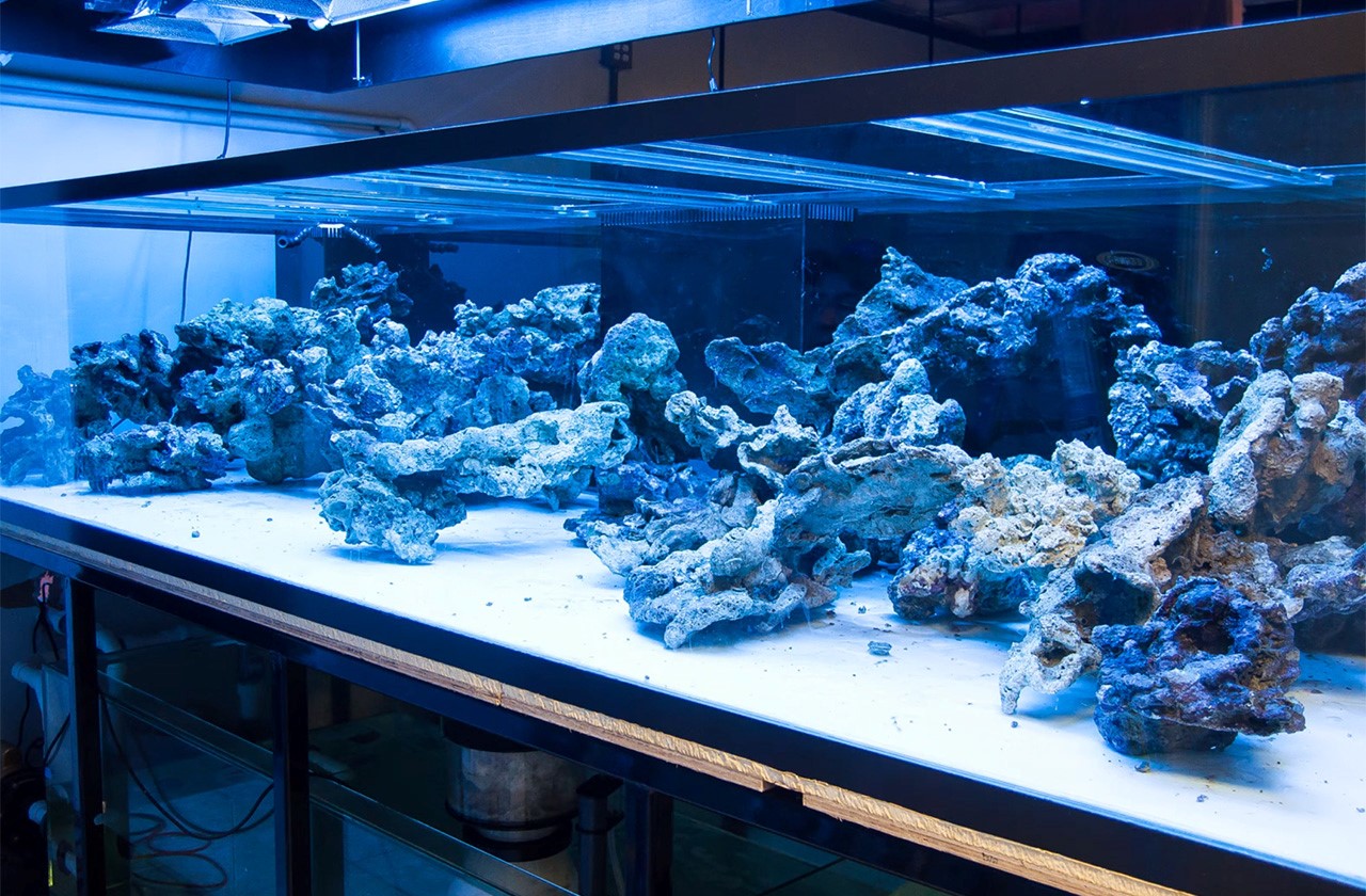 Saltwater Aquarium Live Rock Setup