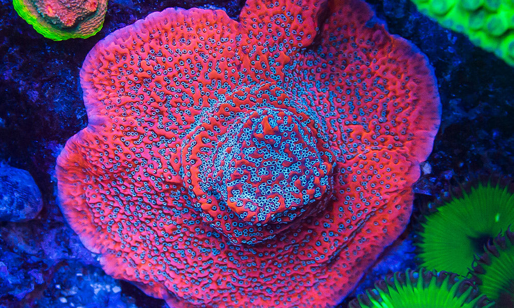Tips and Tricks for Caring for Montipora Corals